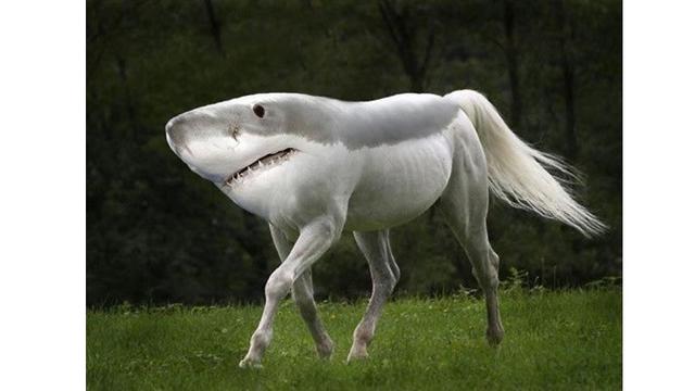 7 Foto Editan Hewan Ini Nyeleneh Banget, Bikin Bingung