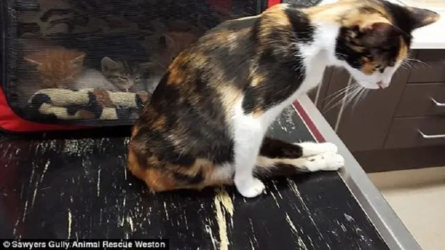 Penganiaya Kucing di Tulungagung Divonis Tiga Bulan Penjara, Ini Kata Aktivis Satwa