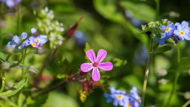 Soapwort