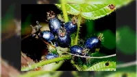 Kenalkan, Buah Penipu Ini Bernama Pollia Condensata 