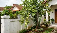 China Lirik Jambu Biji Muda Jadi Teh, Kaya Senyawa Bioaktif