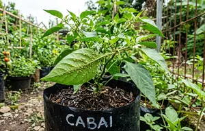 Cara Menghilangkan Kutu Daun Cabe agar Tanaman Kembali Sehat dan Subur