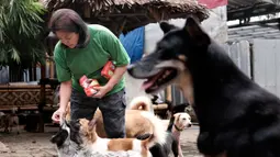 Susana Somali memberikan biskuit kepada anjing di Pejaten Shelter yang ia kelola, di Jakarta, Kamis, (2/7/2020). Jumlah anjing di penampungan telah meningkat sejak wabah COVID-19 dimulai di Indonesia. (AP Photo/Dita Alangkara)