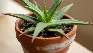 9 Tips Perawatan Lidah Buaya untuk Mencegah Daun Menguning, Tetap Hijau dan Sehat