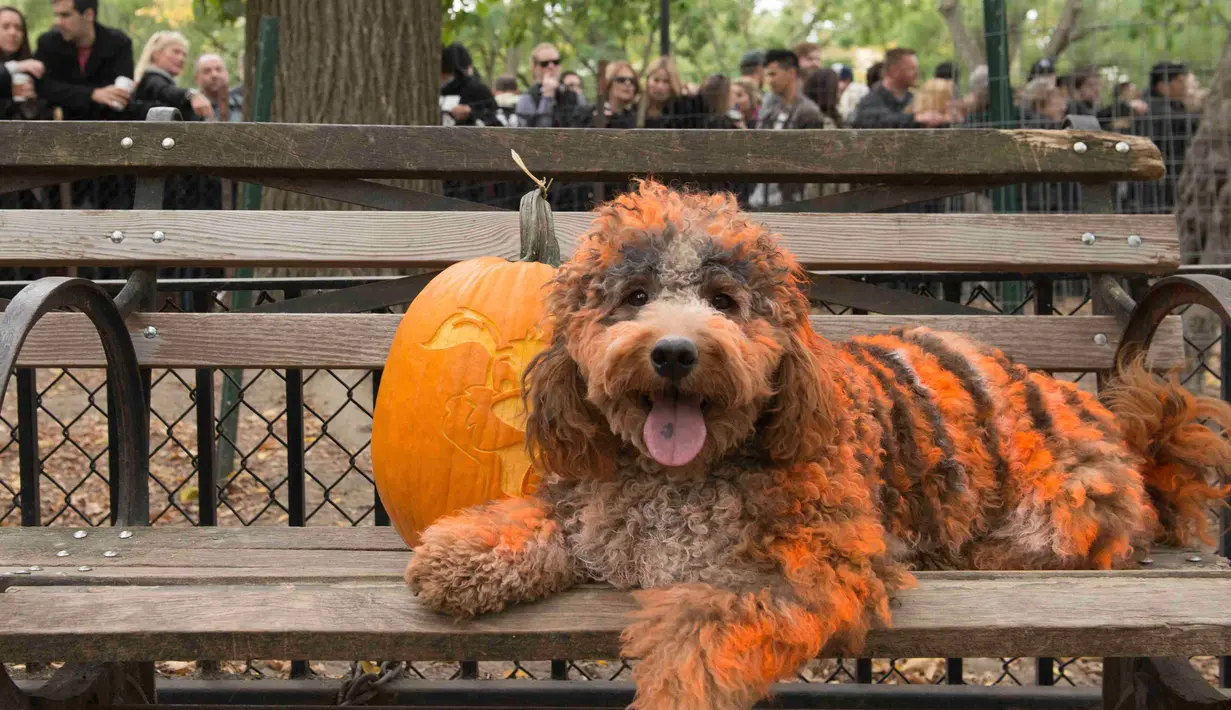 Seekor anjing bernama Sampson yang bulunya diwarnai dengan cat oranye selama mengikuti Parade anjing Halloween di New York, USA, Sabtu (24/10/2015). Acara ini diadakan setiap tahunnya di Tompkins Square. (REUTERS/Keith Stephanie)