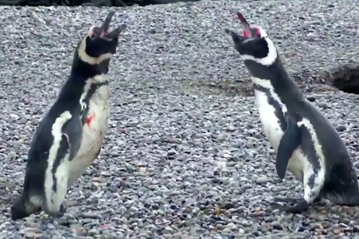 Pasangan Tepergok Selingkuh, 2 Penguin Jantan Bertarung Sengit