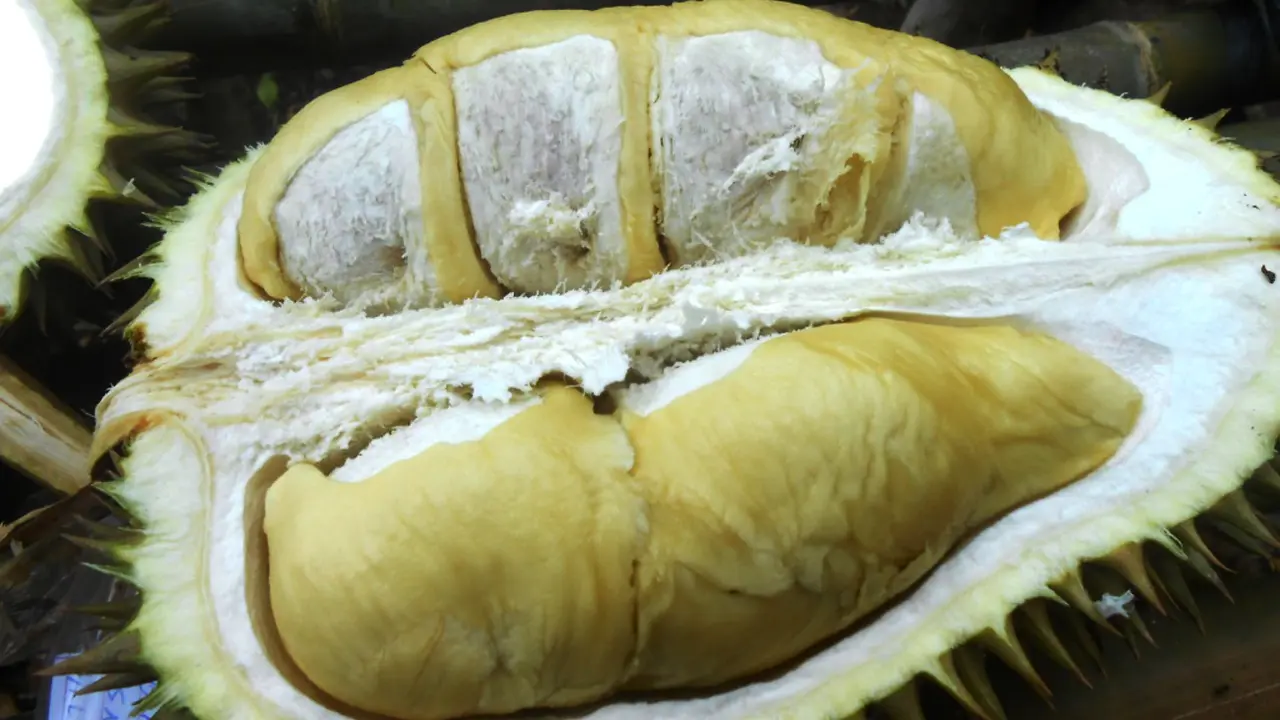 Durian Balaikarangan Kalimantan Barat 0815 3