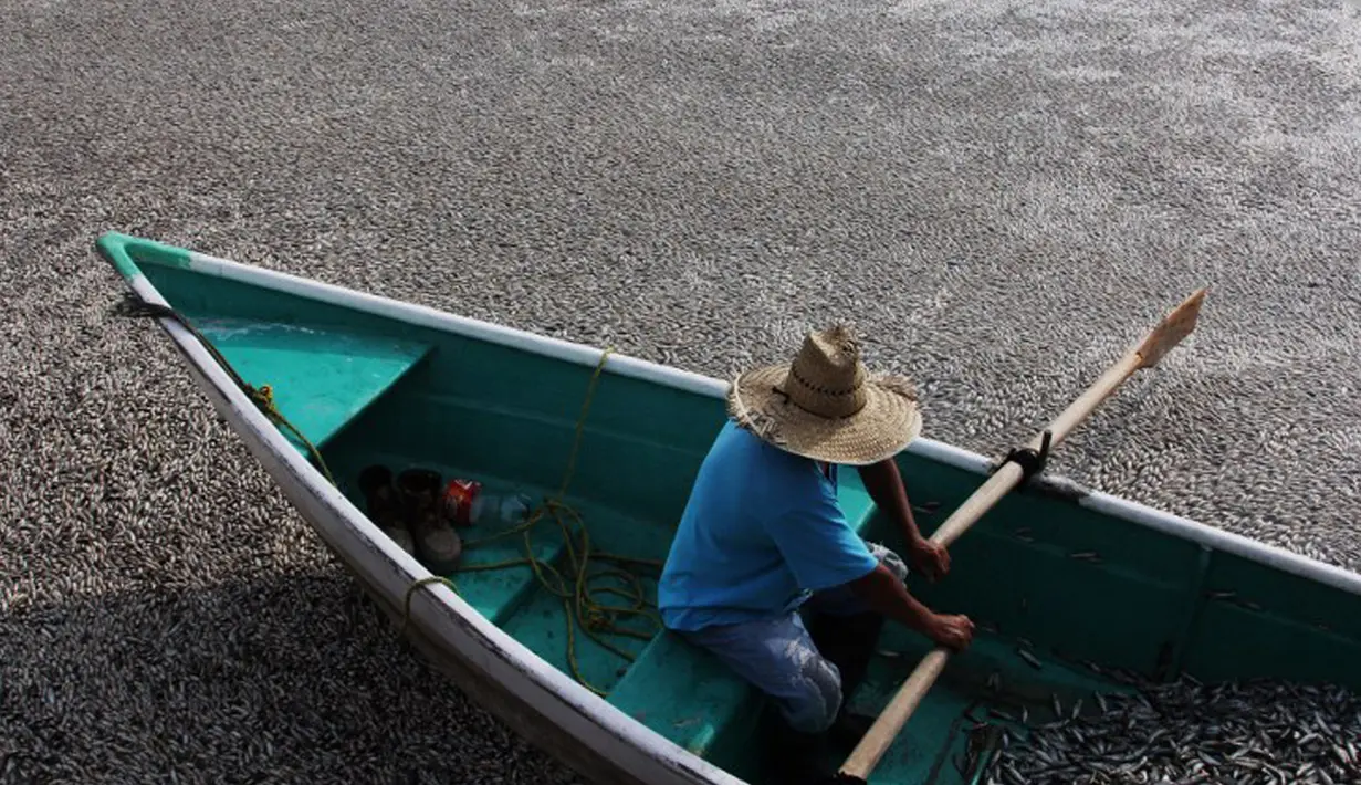 Nelayan setempat mengumpulkan puluhan ribu ikan air tawar "popocha" yang mati di laguna Cajititlan, negara bagian Jalisco, Meksiko, 17 Agustus 2015. Diduga sekitar 25 ton ikan mati karena tercemar limbah pabrik. (AFP PHOTO/HECTOR GUERRERO)
