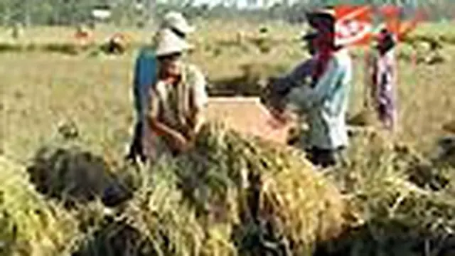 Cuaca buruk dan serangan hama membuat produksi padi di Kabupaten Blora, Jateng, menurun. Ratusan hektare sawah para petani tidak bisa dipanen, karena umumnya padi tak lagi berisi. 