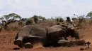 Petugas mendekati gajah yang telah terjatuh di Amboseli National Park, Kenya (2/11). Petugas akan memasang radio satelit untuk mempermudah pelacakan gajah liar serta mengendalikan perburuan liar. (REUTERS/Thomas Mukoya)