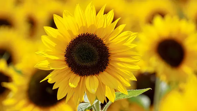 ilustrasi bunga hias untuk mempercantik rumah/Susanne Jutzeler/pexels