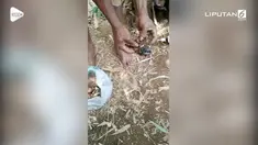 Warga Rancagong berhasil menangkap ular piton sepanjang 4 meter. Setelah diburu beramai-ramai, warga temukan puluhan ular piton.