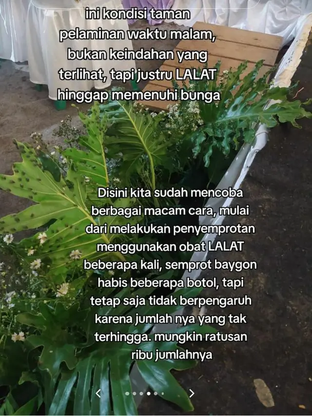 7 Potret Pilu Acara Pernikahan Dipenuhi Ribuan Lalat, Curhatan Pengantin Ini Viral