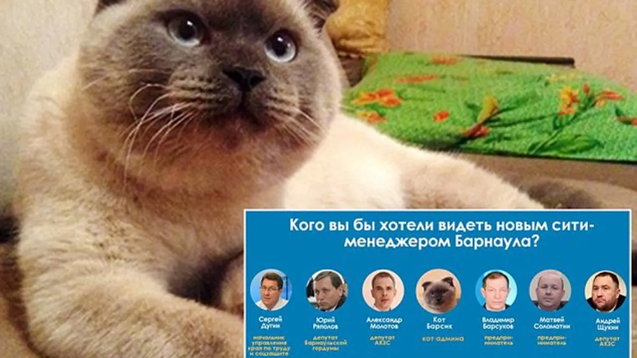 Gemas dengan Politisi Korup, Warga Calonkan Kucing jadi Walikota