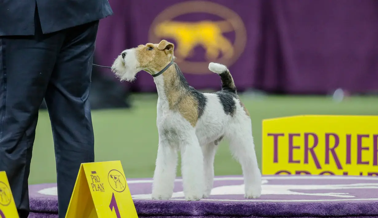 Vinny, wire fox terrier bersaing dalam Westminster Kennel Club Dog Show ke-144 di New York, Amerika Serikat, Selasa (11/2/2020). Westminster Kennel Club Dog Show ke-144 diikuti 2.600 anjing dari 49 negara bagian. (AP Photo/John Minchillo)