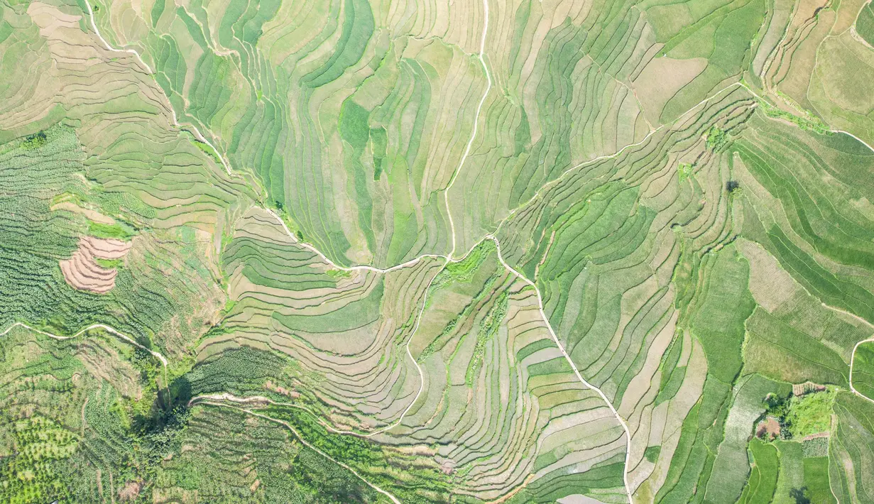 Foto dari udara yang diabadikan pada 29 Juni 2020 ini menunjukkan pemandangan sawah terasering di Xinmin, Kota Panzhou, Provinsi Guizhou, China barat daya. (Xinhua/Tao Liang)