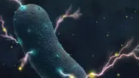 Beberapa bakteri, seperti Listeria monocytogenes, dapat menghasilkan listrik. Bakteri ini mengangkut elektron melalui dinding sel ke lingkungan sekitarnya, dengan bantuan dari molekul flavin --ditampilkan dalam warna kuning. (University of California)