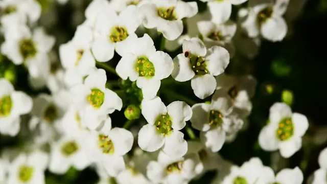 Bunga Sweet Alyssum