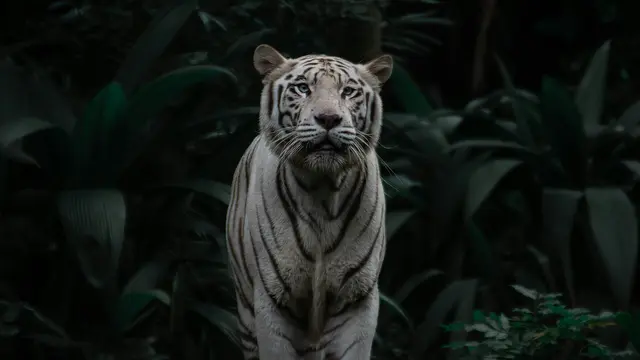 White Tiger