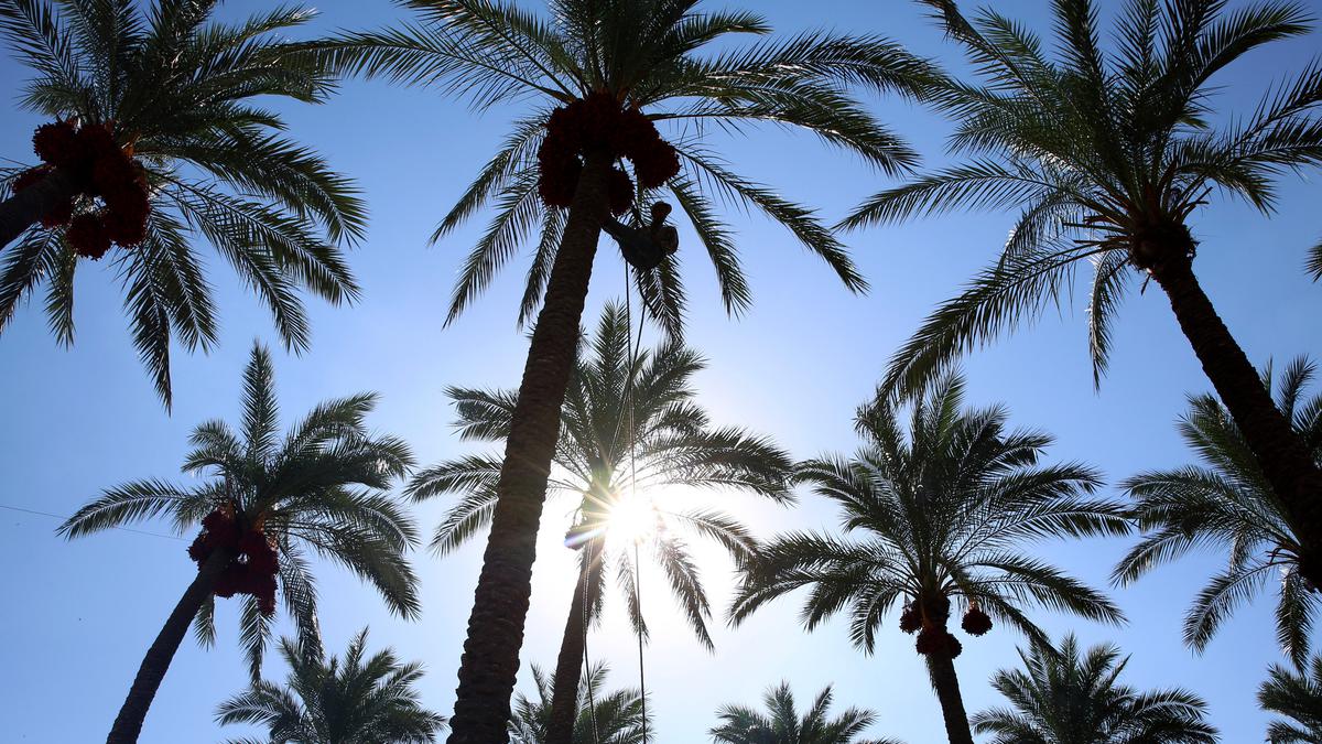 7 Tanaman Pembawa Keberuntungan Menurut Islam: Dalil Al-Qur'an dan Hadits