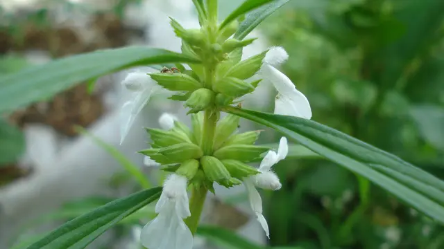 Boborongan (Leucas aspera)