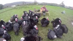 Metode ini membuat ayam tetap tenang saat dipasok  ke seluruh daerah sebelum Natal.