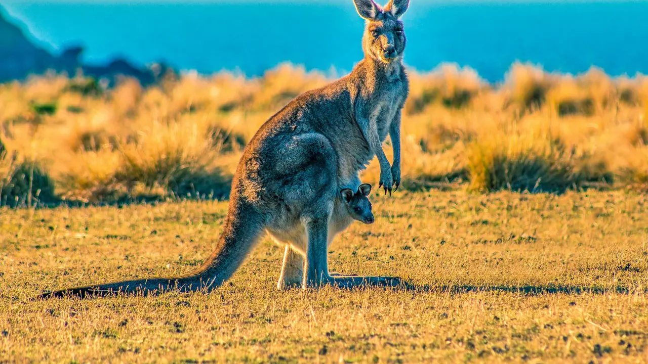 Kangaroo