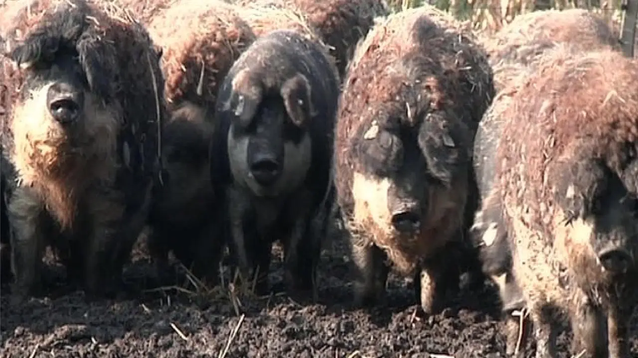 Babi unik dan langka berbulu domba. (BBC)