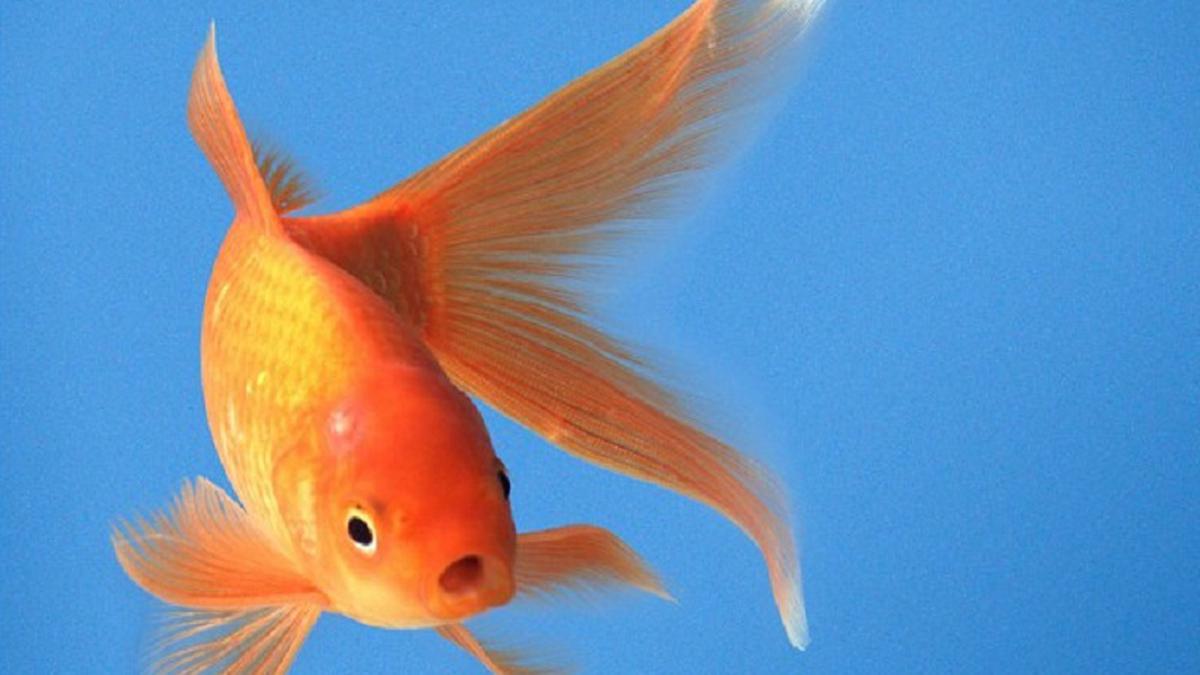 Manusia Kalah Fokus Ketimbang Ikan Maskoki, Benarkah?