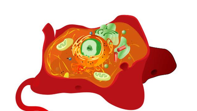 Anabolisme Adalah Reaksi Tubuh dalam Membangun Jaringan Baru, Ketahui Prosesnya