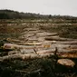 Ilustrasi deforestasi hutan. (dok. unsplash.com/Annie Spratt)