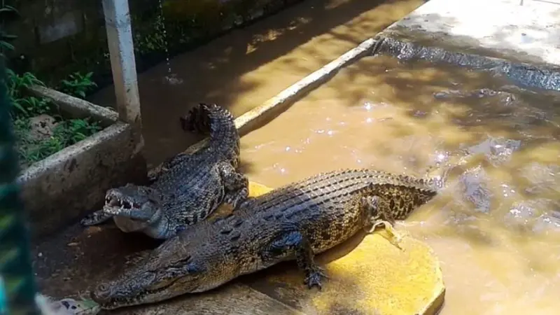 Buaya muara betina jumbo, Guntur dan Rambo di Penangkaran Buaya Dawuhan Kulon, Banyumas. (Foto: Liputan6.com/Muhamad Ridlo)