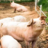 Ilustrasi Mimpi Babi/https://www.shutterstock.com/Julia Lototskaya