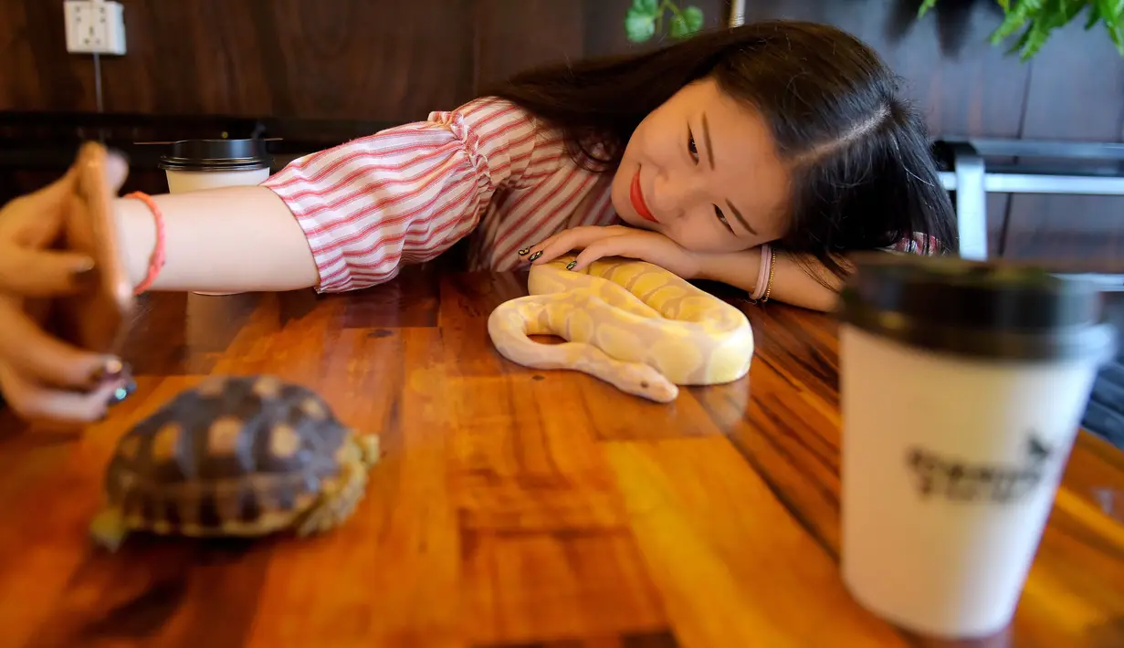 Foto pada 18 Agustus 2018 menunjukkan seorang pelanggan berswafoto dengan ular piton albino di Reptile Cafe, Phnom Penh, Kamboja. Kafe ini dibuka untuk mengubah reputasi kadal dan ular di kalangan orang yang tidak suka reptil. (AFP/TANG CHHIN Sothy)