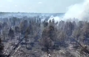 Cairan Pemadam Brasil Diuji di Kebakaran Hutan, Ini Hasil Awalnya