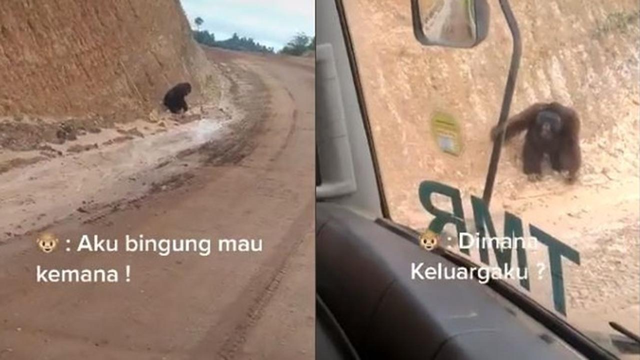Orangutan Ini Terlihat Bingung saat Jalan di Wilayah Tambang, Videonya Viral