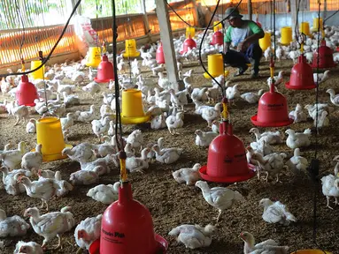 Peternak memberikan makan pada ayam pedaging broiler di kawasan Cipelang, Bogor, Jawa Barat, Selasa (24/7). Harga daging ayam naik mencapi angka Rp 50 ribu per kilogram. (Merdeka.com/Arie Basuki)