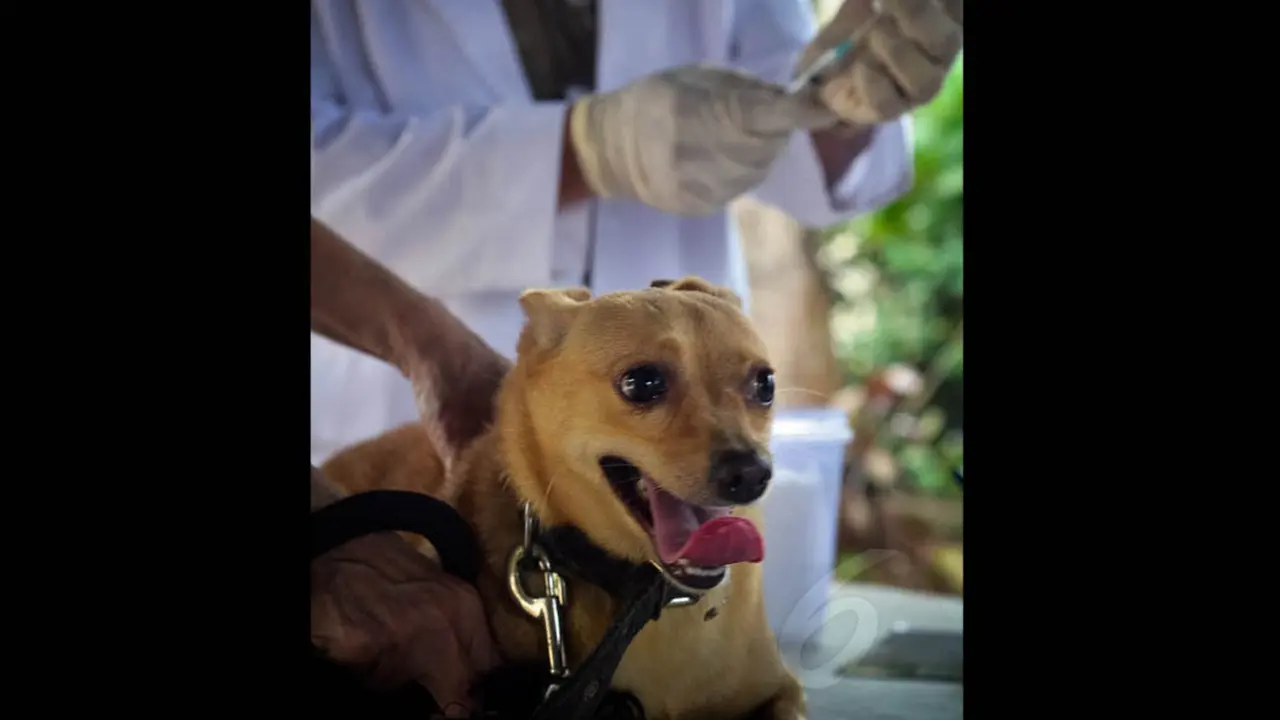 Hari Rabies Sedunia, Hewan Peliharaan Divaksinasi Massal