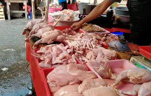 Harga Ayam Tembus Rp 50.000 per Kg, Ukuran Daging Dijual Kian Mengecil