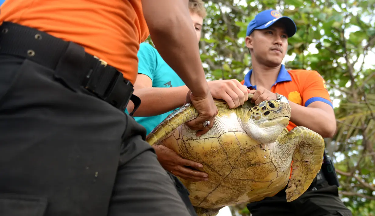 Petugas membawa seekor penyu hijau untuk dilepasliarkan di Pantai Kuta, Bali, Selasa (7/2). Penyu tersebut berhasil diamankan polisi dari para penyeludup. (AFP PHOTO/ SONNY TUMBELAKA)