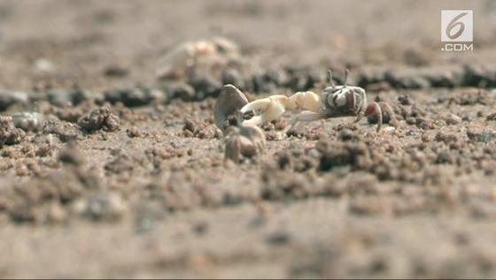 VIDEO: Korea Selatan Ciptakan Habitat Kepiting Langka