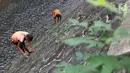 Petugas UPK Badan Air Dinas Kebersihan DKI Jakarta dibantu menggunakan peralatan panjat tebing membersihkan rumput liar di sepanjang turap Kali Baru, Jakarta, Selasa (18/7). (Liputan6.com/Immanuel Antonius)