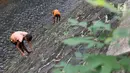 Petugas UPK Badan Air Dinas Kebersihan DKI Jakarta dibantu menggunakan peralatan panjat tebing membersihkan rumput liar di sepanjang turap Kali Baru, Jakarta, Selasa (18/7). (Liputan6.com/Immanuel Antonius)