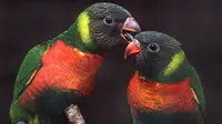 Top 3 Berita Hari Ini: 40 Burung Perkici Dada Merah Akhirnya Kembali ke Indonesia dari Inggris