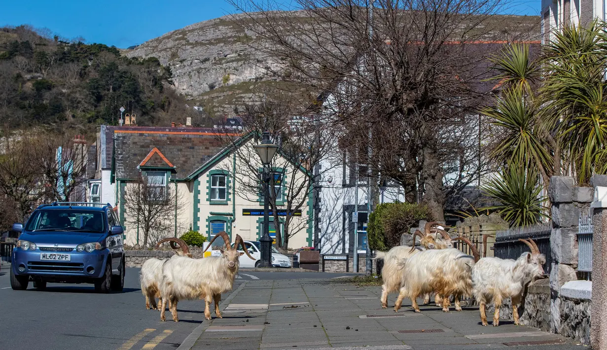 Kawanan kambing berjalan di jalan-jalan yang sepi di Llandudno, Wales utara, Selasa (31/3/2020). Kambing-kambing liar tersebut berkeliaran di jalanan kota yang tampak lengang selama pemberlakuan lockdown dalam upaya membatasi penyebaran virus corona di Kawasan tersebut. (Pete Byrne/PA via AP)