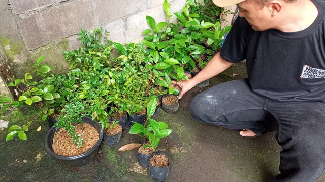 Rahasia Pot dan Media Tanam untuk Budidaya Tabulampot