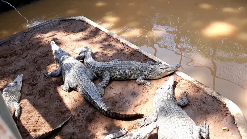 Menguak Asal Buaya Muara yang Terjerat Pemancing di Sungai Serayu