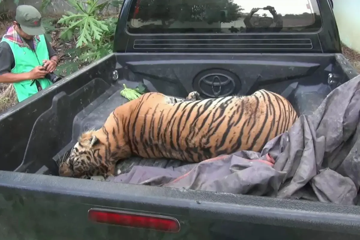 Harimau Sumatera