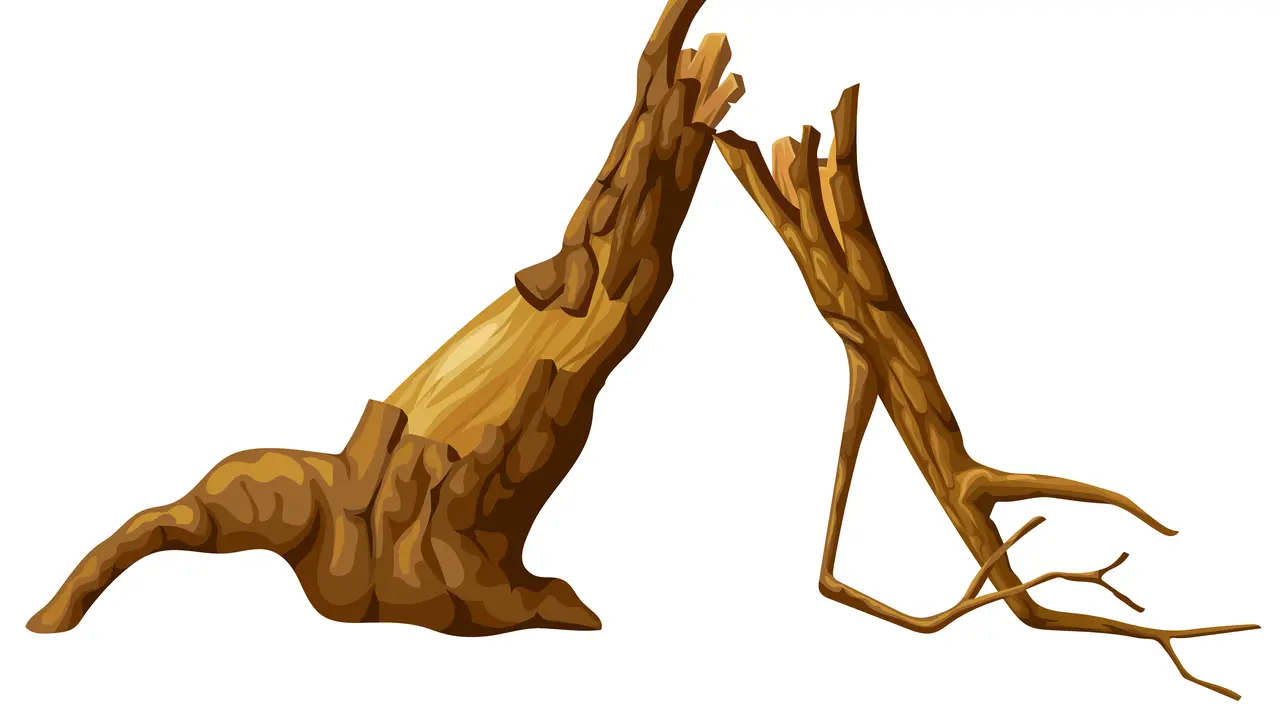 Ilustrasi pohon tumbang