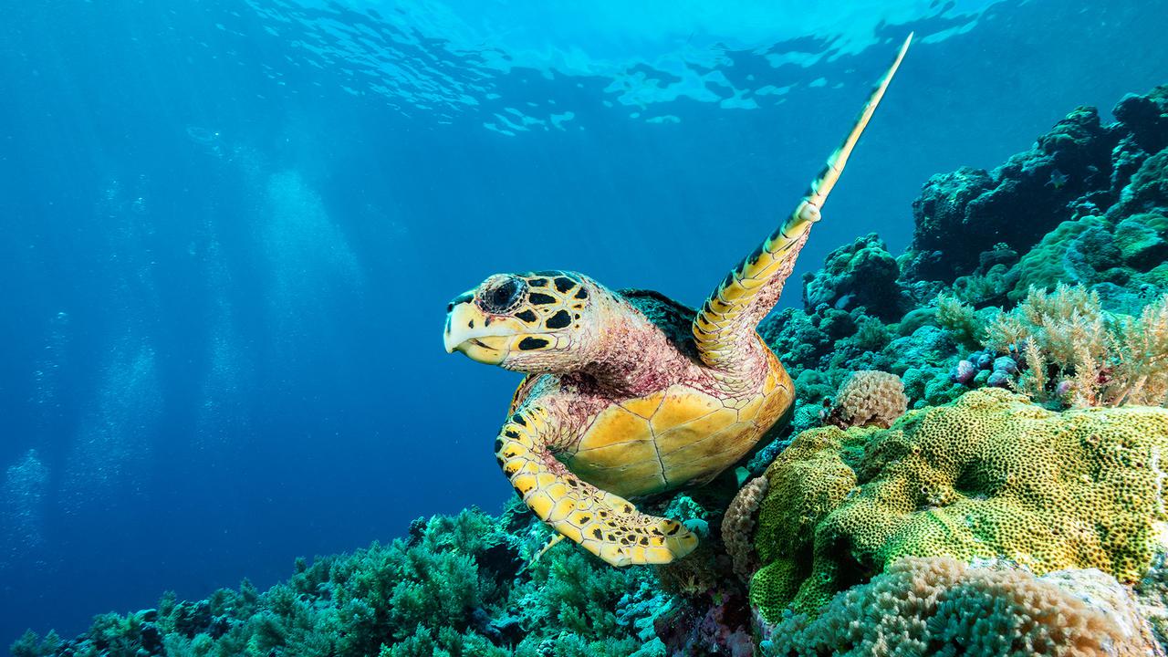 Pemandangan Bawah Laut Wisata Negara Palau